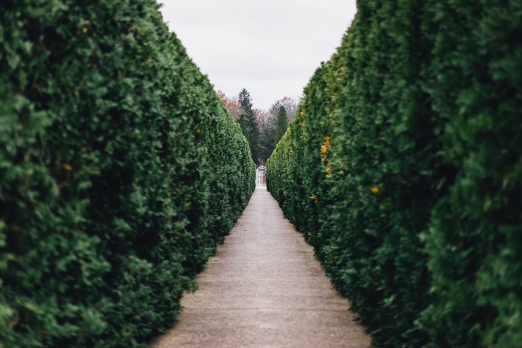 long straight hedges